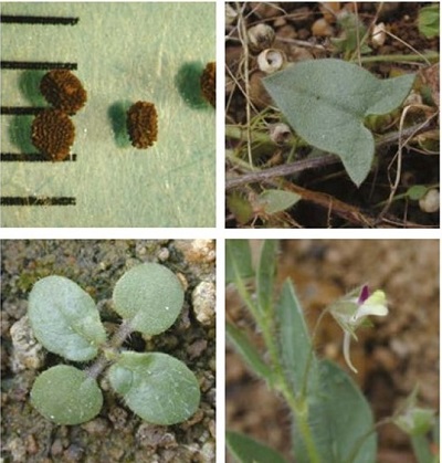 Sharp-leaved fluellen at four growth stages